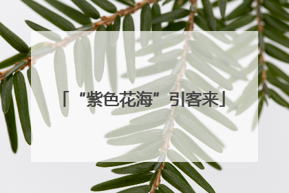 “紫色花海”引客来