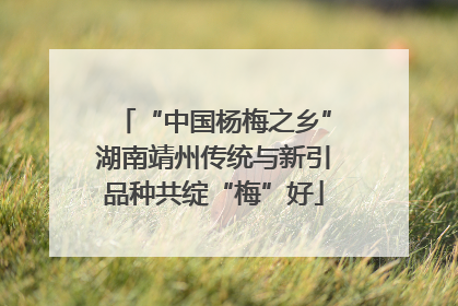 “中国杨梅之乡”湖南靖州传统与新引品种共绽“梅”好