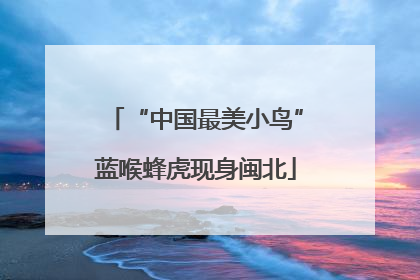 “中国最美小鸟”蓝喉蜂虎现身闽北