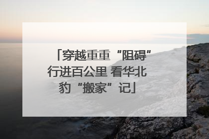穿越重重“阻碍”行进百公里 看华北豹“搬家”记