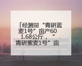 经测量“青研蓝麦1号”亩产601.68公斤，“青研紫麦1号”亩产671公斤