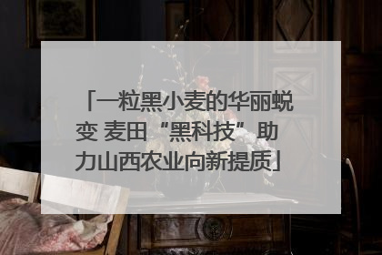 一粒黑小麦的华丽蜕变 麦田“黑科技”助力山西农业向新提质