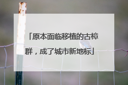 原本面临移植的古樟群，成了城市新地标