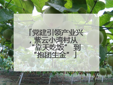 党建引领产业兴，紫云小湾村从 “靠天吃饭” 到 “抱团生金”