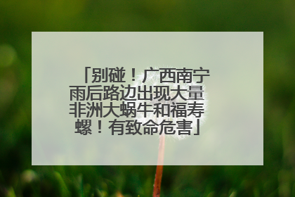 别碰！广西南宁雨后路边出现大量非洲大蜗牛和福寿螺！有致命危害