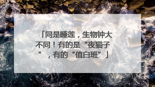 同是睡莲，生物钟大不同！有的是“夜猫子”，有的“值白班”
