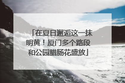 在夏日邂逅这一抹明黄！厦门多个路段和公园腊肠花盛放