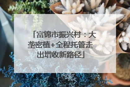 富锦市振兴村：大垄密植+全程托管走出增收新路径