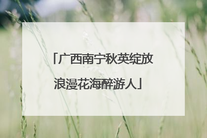广西南宁秋英绽放 浪漫花海醉游人