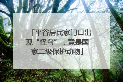 平谷居民家门口出现“怪鸟”，竟是国家二级保护动物