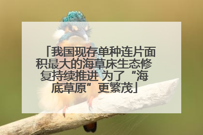 我国现存单种连片面积最大的海草床生态修复持续推进 为了“海底草原”更繁茂