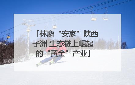 林麝“安家”陕西子洲 生态链上崛起的“黄金”产业