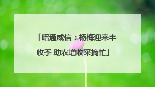 昭通威信：杨梅迎来丰收季 助农增收采摘忙