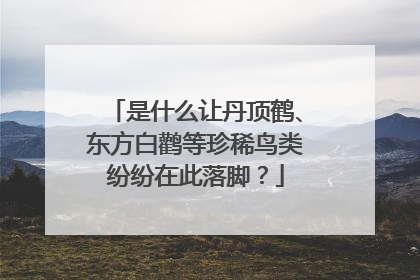 是什么让丹顶鹤、东方白鹳等珍稀鸟类纷纷在此落脚？