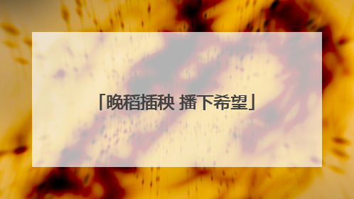 晚稻插秧 播下希望
