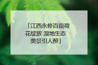 江西永修百亩荷花绽放 湿地生态美景引人醉