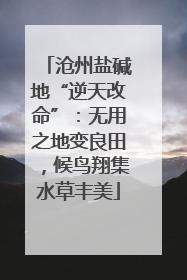 沧州盐碱地“逆天改命”：无用之地变良田，候鸟翔集水草丰美