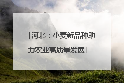 河北：小麦新品种助力农业高质量发展