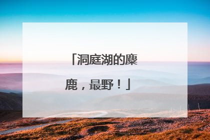 洞庭湖的麋鹿，最野！