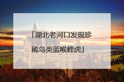 湖北老河口发现珍稀鸟类蓝喉蜂虎