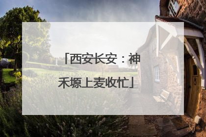 西安长安：神禾塬上麦收忙