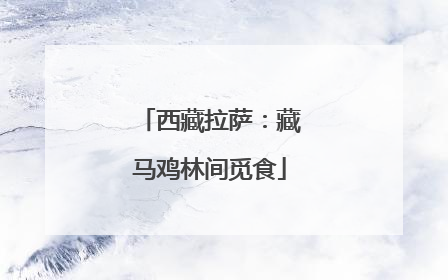西藏拉萨：藏马鸡林间觅食