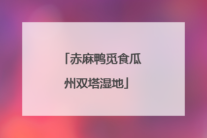 赤麻鸭觅食瓜州双塔湿地