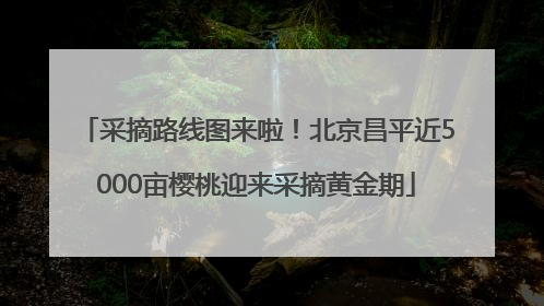 采摘路线图来啦！北京昌平近5000亩樱桃迎来采摘黄金期