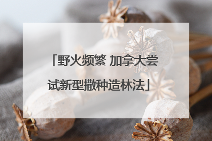野火频繁 加拿大尝试新型撒种造林法