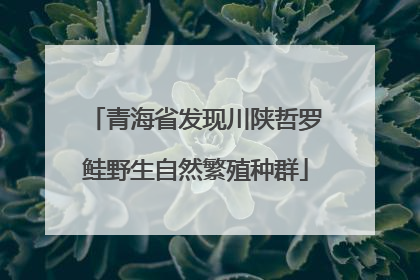 青海省发现川陕哲罗鲑野生自然繁殖种群
