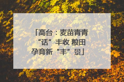 高台：麦苗青青“话”丰收 粮田孕育新“丰”景