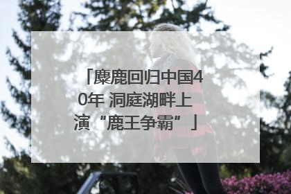 麋鹿回归中国40年 洞庭湖畔上演“鹿王争霸”